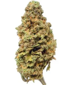 Blue Dream Marijuana Strain